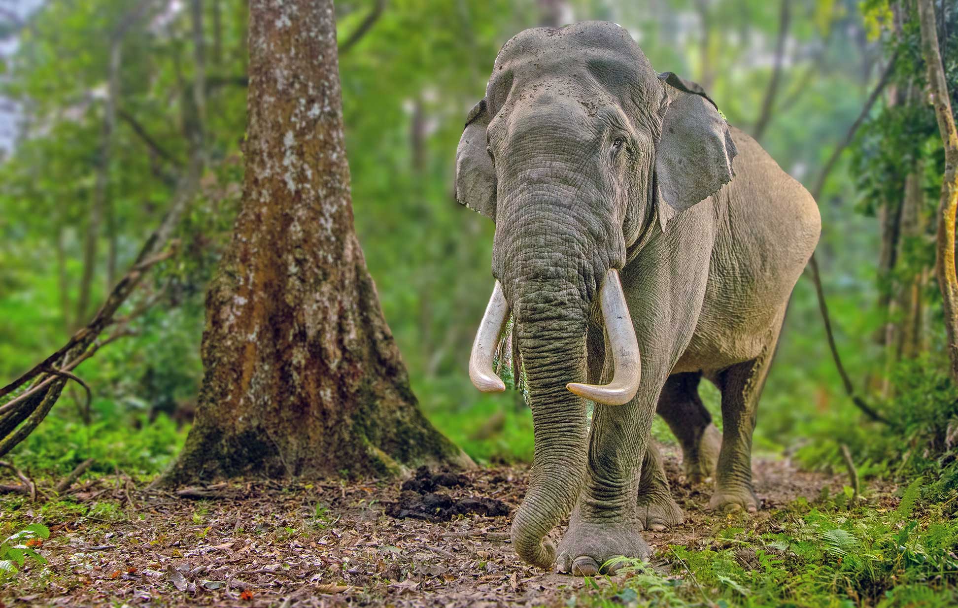 Asian elephant