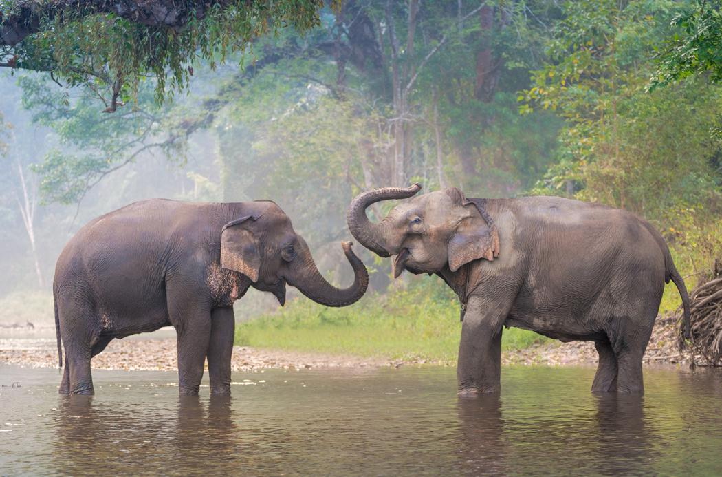 Asian elephants playing in a river