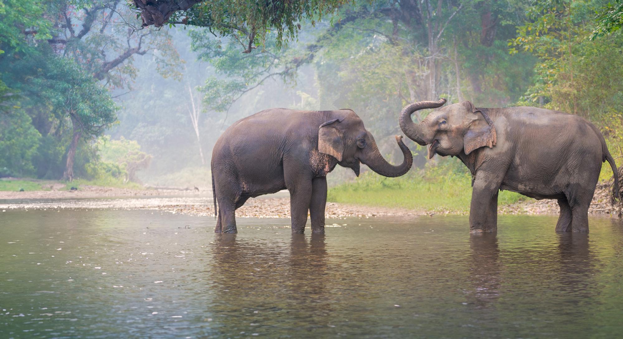 Asian elephant