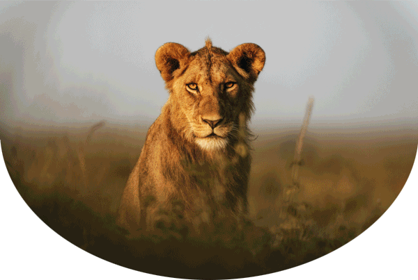 Lion, arms wading through water, frog in water, elephant calf