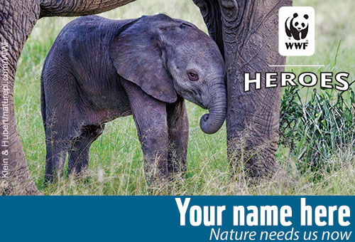 elephant calf card