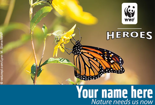 monarch butterfly card