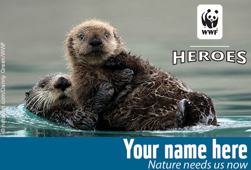 sea otter pup card