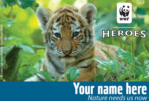 tiger cub card