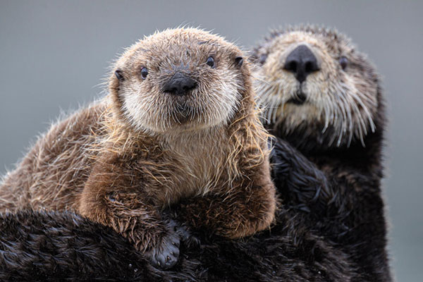 Sea otters resting