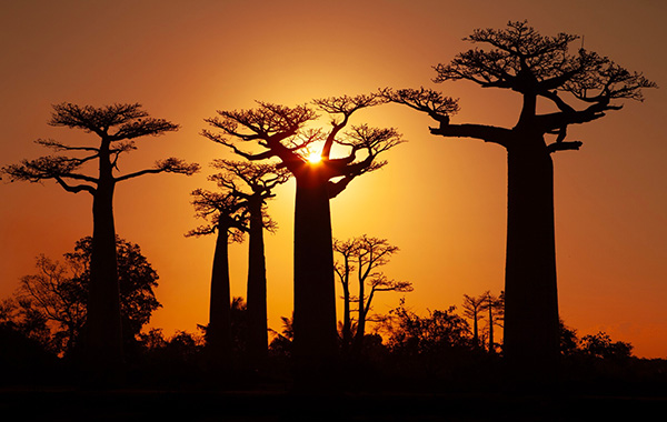 Baobab trees