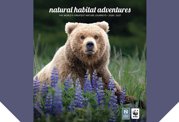 Grizzly bear on the cover of the Natural Habitat Adventures 2026-2027 catalog