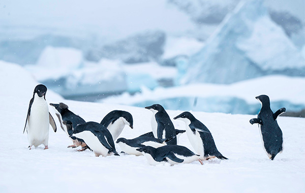 A group of penguins gathered on the ice