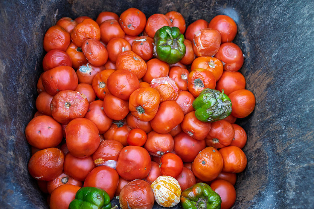 Bin of rotting tomatoes and peppers.