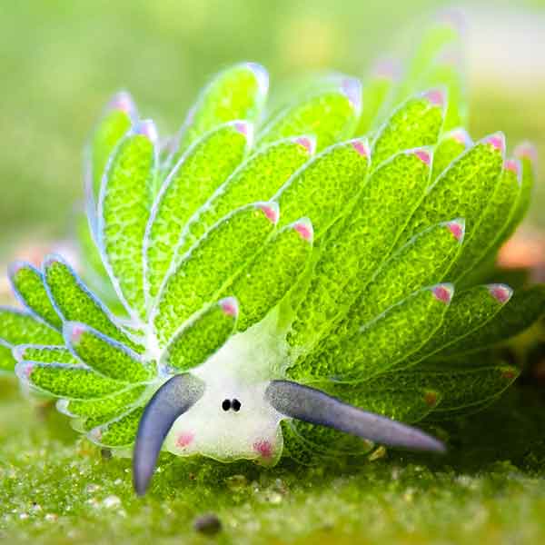 a Costasiella sea slug, covered in green leaflike structures with pink tips
