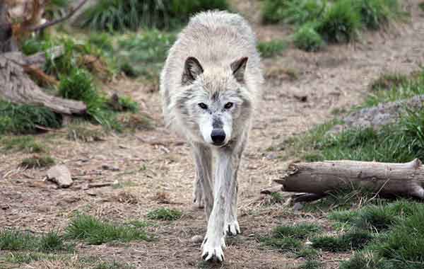 Gray wolf walking in Yellowstone National Park