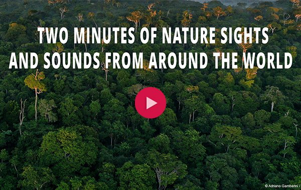 Forest image that says 