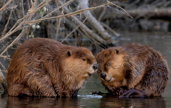 Two beavers