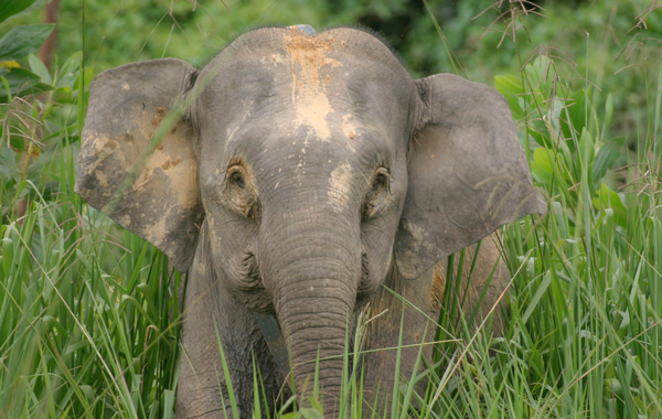 Asian elephant