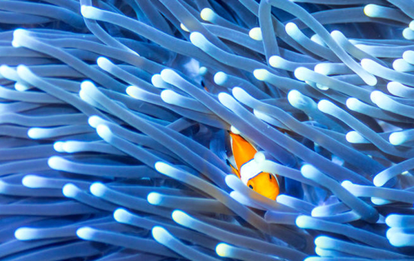 Clownfish in anemone
