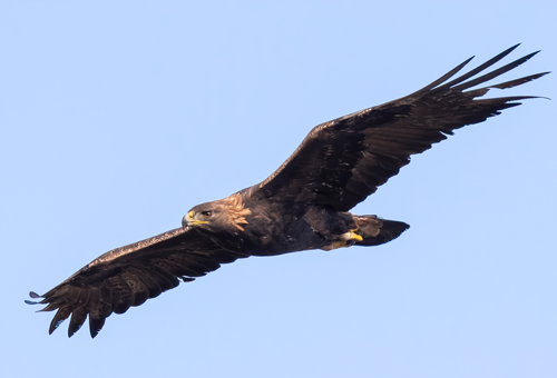 eagle