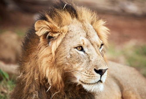 lion