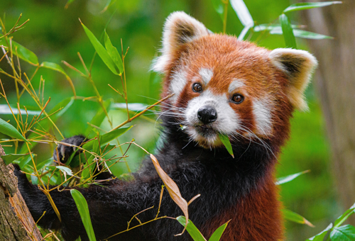 red panda card