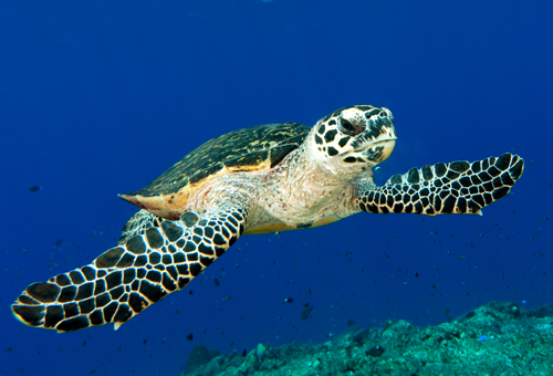 sea turtle