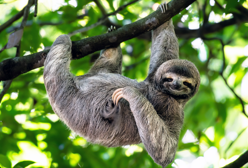 sloth