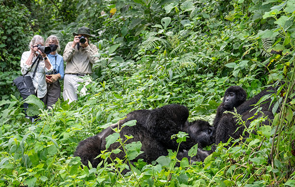 Photographers watching gorillas