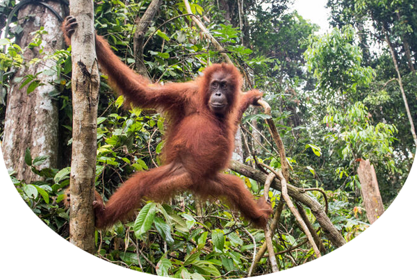 Orangutan hanging from tree branches