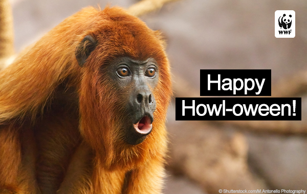 Howler monkey Happy Halloween ecard