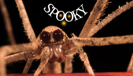spider ecard with text that says SPOOKY