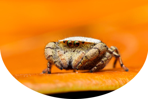 Red fox in a standing upright. It is in between two trees and standing on snowy ground looking directly ahead.
