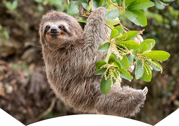 sloth in tree