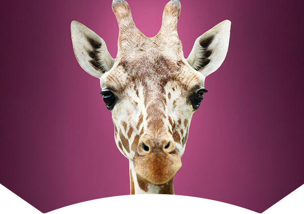 giraffe on maroon background