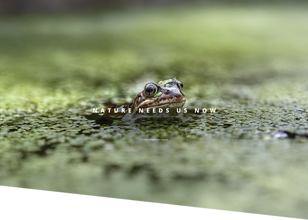 Nature Needs Us Now - Frog