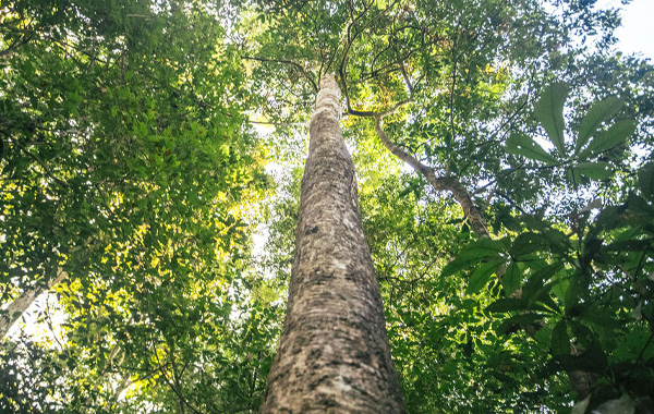 Tall tree from underside view