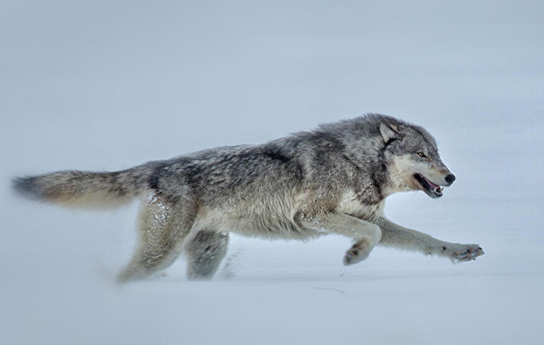 Wolf running in snow