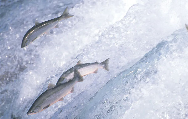 Sockeye salmon jumping