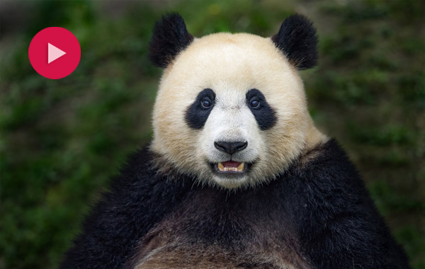 Giant panda with play button