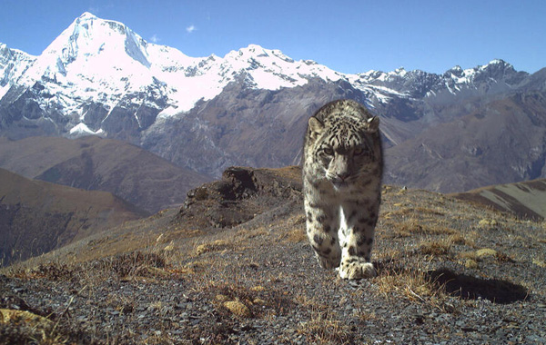 Snow leopard caught on camera trap