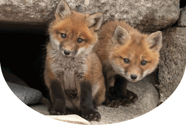 Two red fox kits looking at the camera