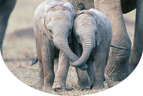 Two elephant calves with trunks intertwined