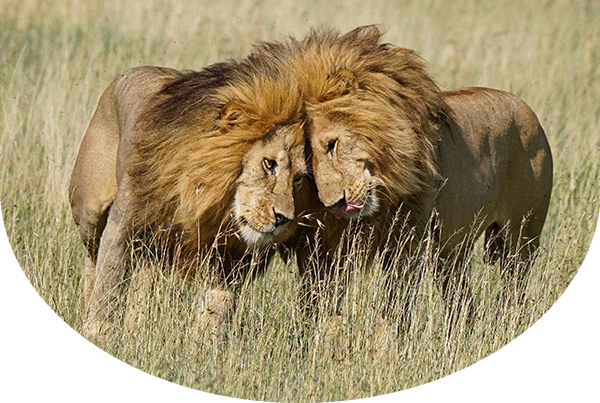Two lions with their heads together