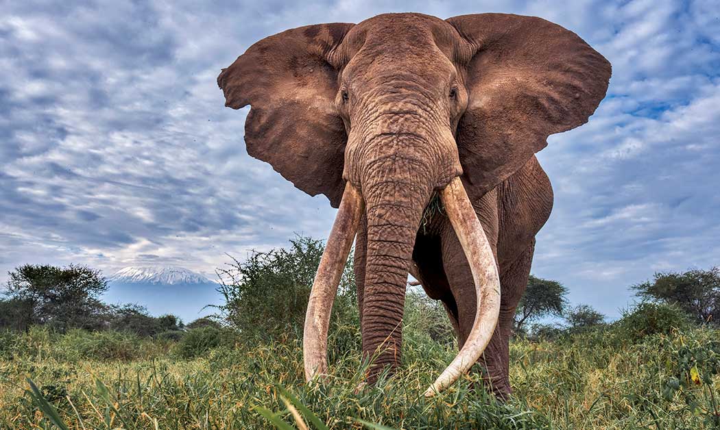 African elephant bull feeding among vegetation with Mount Kilimanjaro in the background