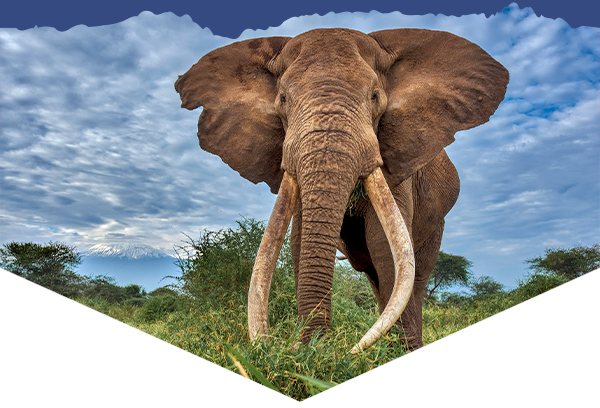 African elephant with huge tusks