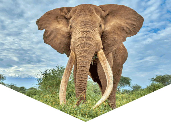 African elephant 