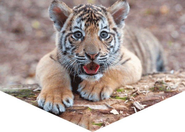 tiger cub lying on the ground