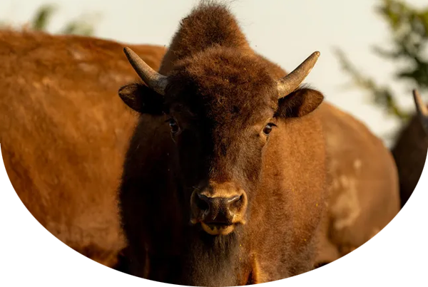 Close-up of a bison