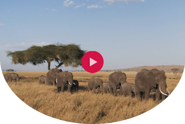 Elephants walking across field with baobab tree in the background