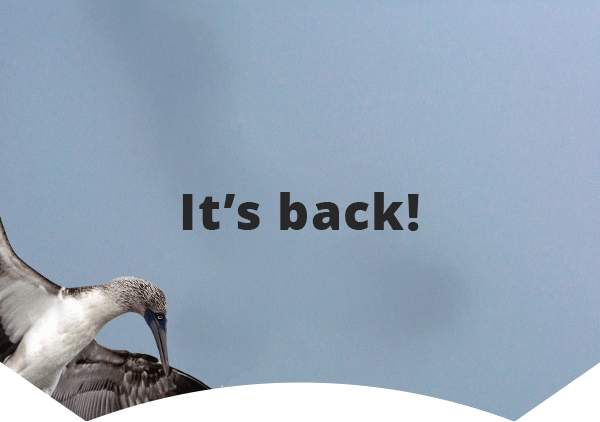 blue-footed booby flies across screen and text appears 