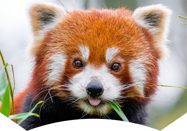 red panda with tongue sticking out