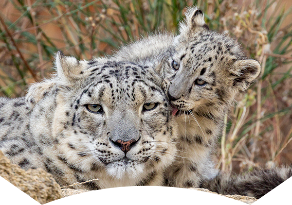 snow leopard licking adult leopard