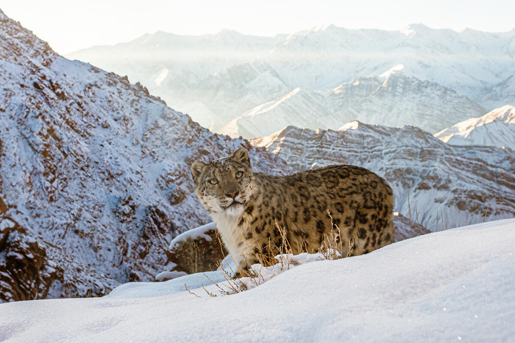 Wild snow leopard